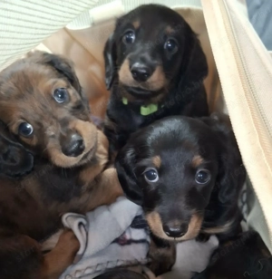 Hosszúszőrű tacskók 