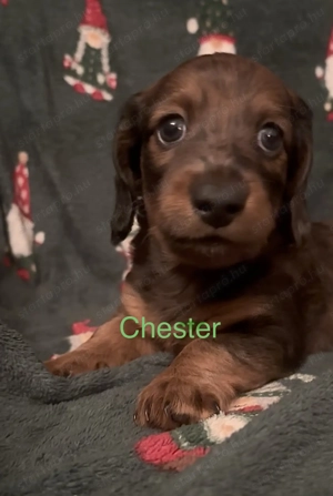 Hosszúszőrű tacskók  - kép 2