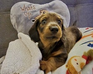 Hosszúszőrű tacskók  - kép 5