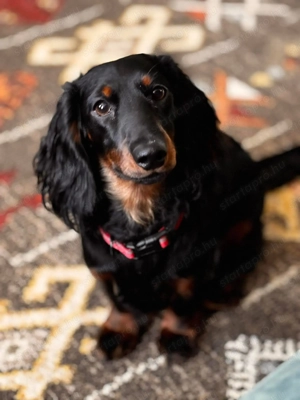 Hosszúszőrű tacskók  - kép 4