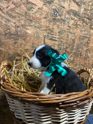 Border Collie jellegű kiskutyák új helyen szaladgálnának.