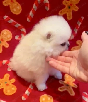 Pomerániai kislány - kép 3