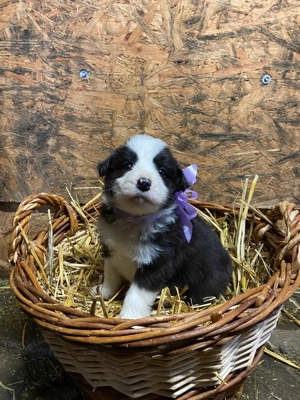 Border Collie  - kép 4