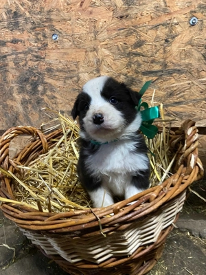 Border Collie  - kép 3