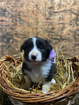 Border Collie  - kép 5