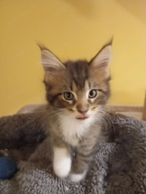 Maine Coon kiscicák eladók