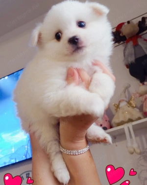 Spicc német spicc kiskutyák gazdisodnának