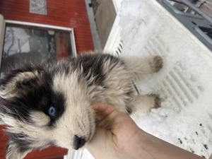 Husky kisfiú 9hetes - kép 2