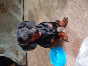 Elado tacskó kölyök - kép 5