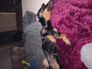 Elado tacskó kölyök - kép 3