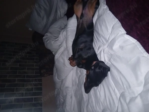 Elado tacskó kölyök - kép 4