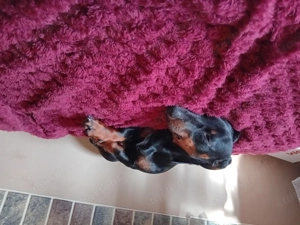 Elado tacskó kölyök - kép 2