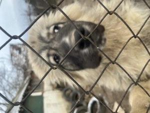 Kaukázusi juhász kan kutyus elsdó - kép 3