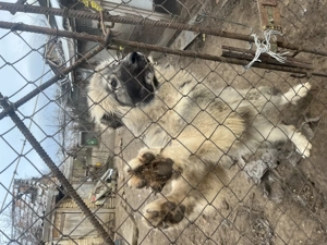 Kaukázusi juhász kan kutyus elsdó - kép 2