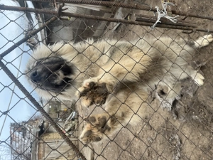 Kaukázusi juhász kan kutyus elsdó - kép 4