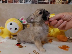 Csivava kisfiú FCI törzskönyvvel! - kép 3