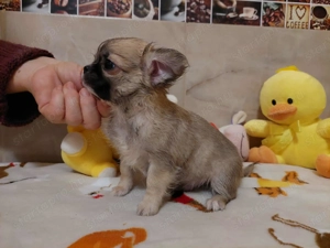 Csivava kisfiú FCI törzskönyvvel! - kép 4