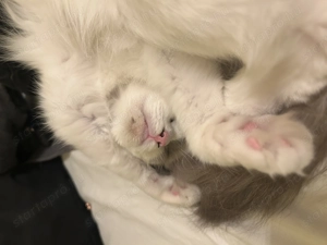 Játékos Ragdoll cica eladó - kép 2