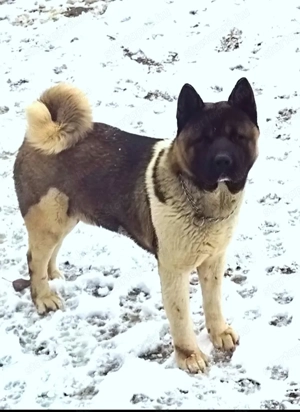 Amerikai akita kan  - kép 2