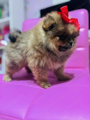 Torzskonyves Pomeraniai Spiccek - kép 5