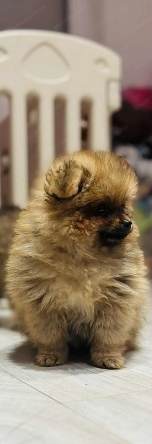 Torzskonyves Pomeraniai Spiccek - kép 2