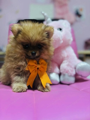 Torzskonyves Pomeraniai Spiccek - kép 4