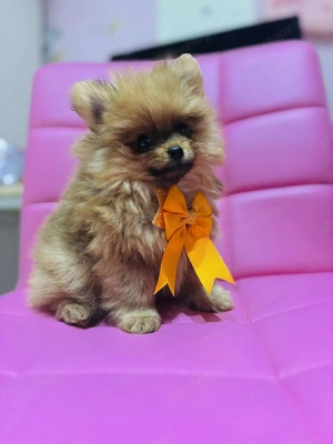 Torzskonyves Pomeraniai Spiccek - kép 3