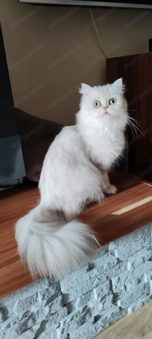 Eladó perzsa cica - kép 2