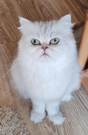 Eladó perzsa cica - kép 3