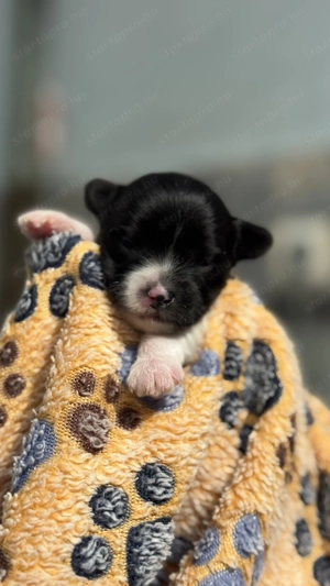 Fekete-fehér színű yorki kislány