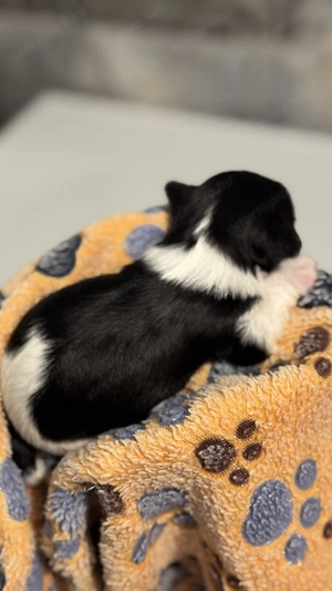 Fekete-fehér színű yorki kislány - kép 2