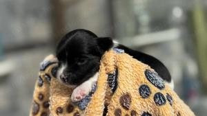 Fekete-fehér színű yorki kislány - kép 3