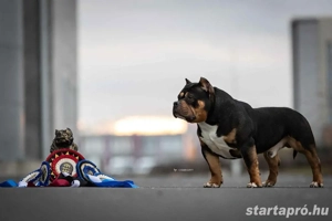 American Bully Kiskutyak