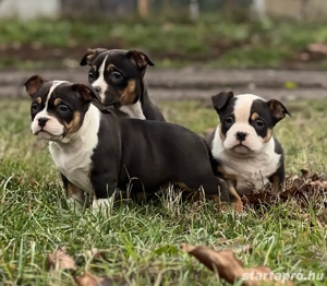 American Bully Kiskutyak - kép 2