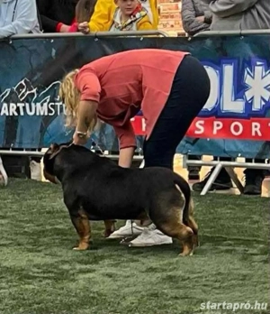 American Bully Kiskutyak - kép 3