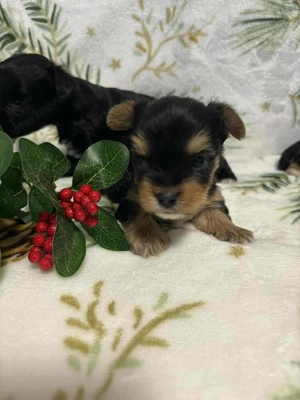 Yorki kiskutyák foglalhatók - kép 3