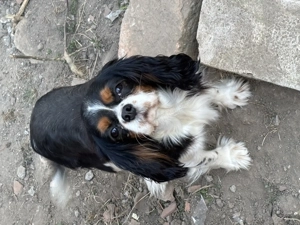  Cavalier spániel lány eladó - kép 3