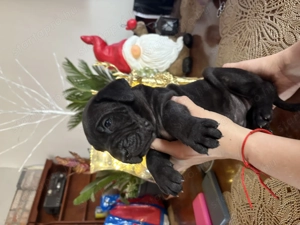 Cane corso babák  - kép 2