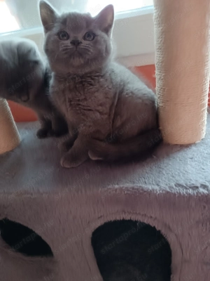 Brit cica foglalható l