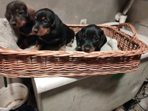 Törpetacskó kiskutyák