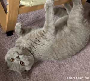 9-hónapos brit kandúr - kép 2