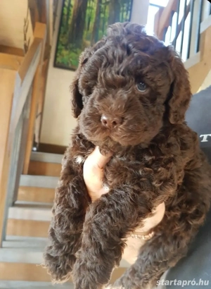 toy csoki uszkár - kép 2