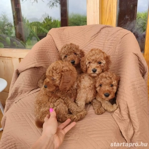 toy uszkár kiskutyák - kép 2