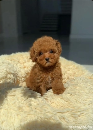 toy uszkár kiskutyák