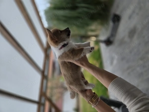 Welsh Pembroke Corgi szuka - kép 3