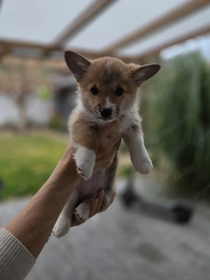 Welsh Pembroke Corgi szuka
