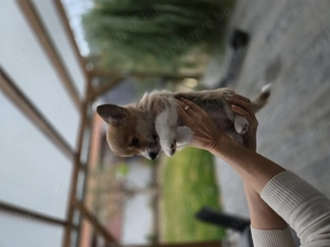 Welsh Pembroke Corgi szuka - kép 2