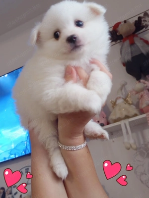 Német spicc kutyák már elvihetők  - kép 2