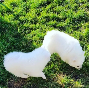 Német spicc kutyák már elvihetők  - kép 9