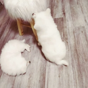 Német spicc kutyák már elvihetők  - kép 4